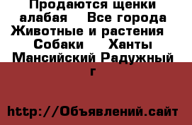 Продаются щенки алабая  - Все города Животные и растения » Собаки   . Ханты-Мансийский,Радужный г.
